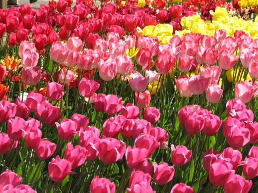 435535 (a): :2400x1800